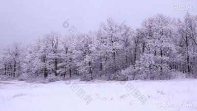 下雪的冬天就在森林里